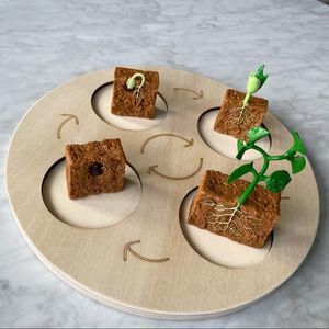 Bean Life Cycle Toy with Wood Tray - Montessori